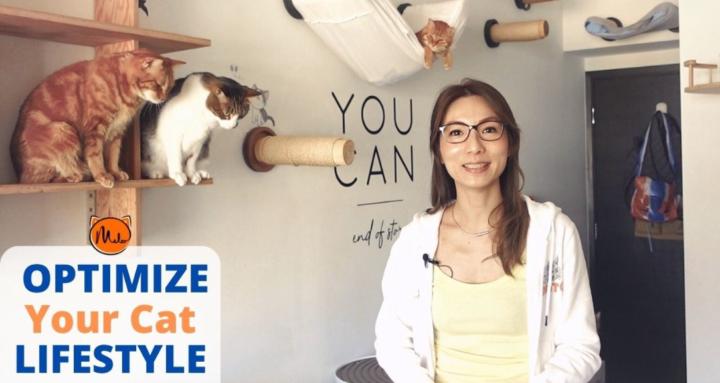 Cat Lifestyle Optimization