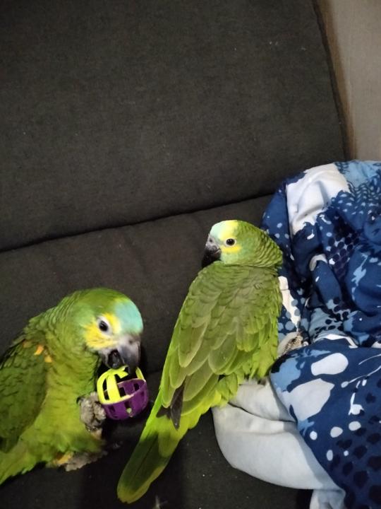 Important socialising time 