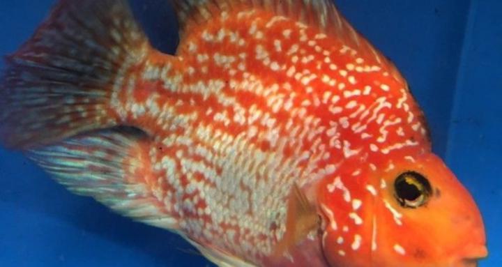 Breeding aquarium fishes