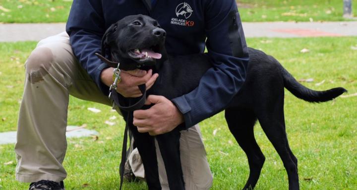 Adelaide K9 Services