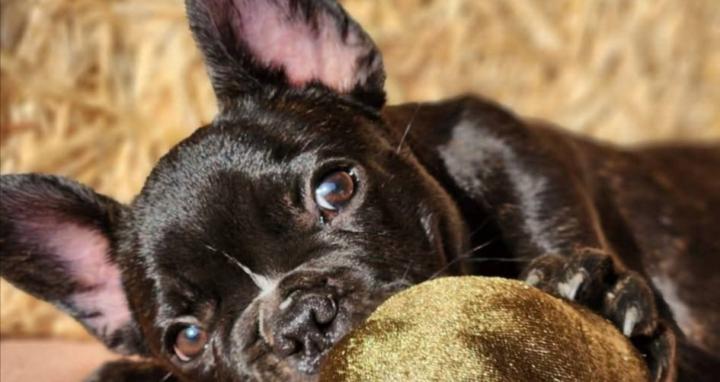 🐶The Frenchie Owners Club🐾