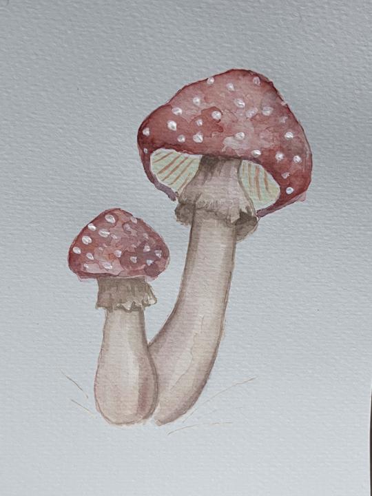 Day 2 Mushrooms