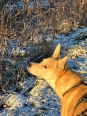 Mona Lisa Borge Johansen