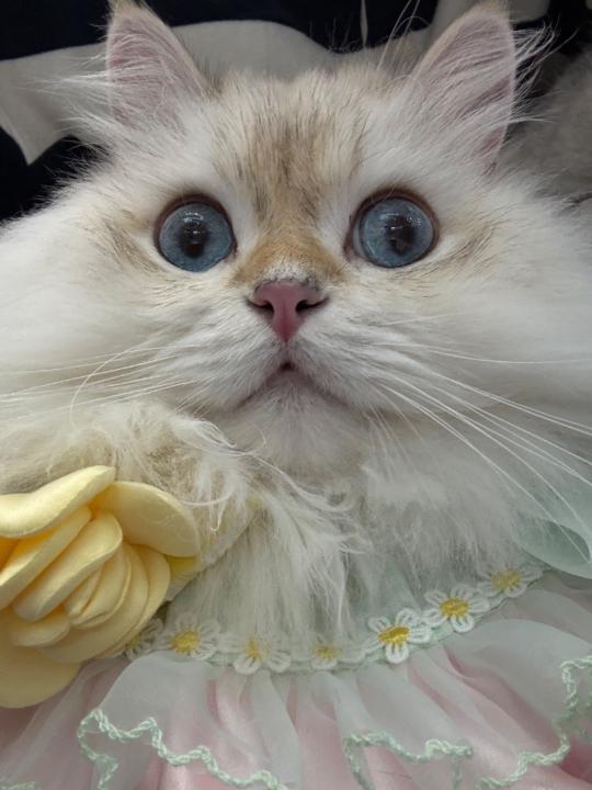 Cici Rui
