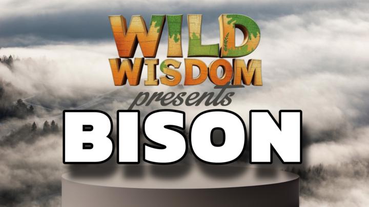 BISON: Facing the storm