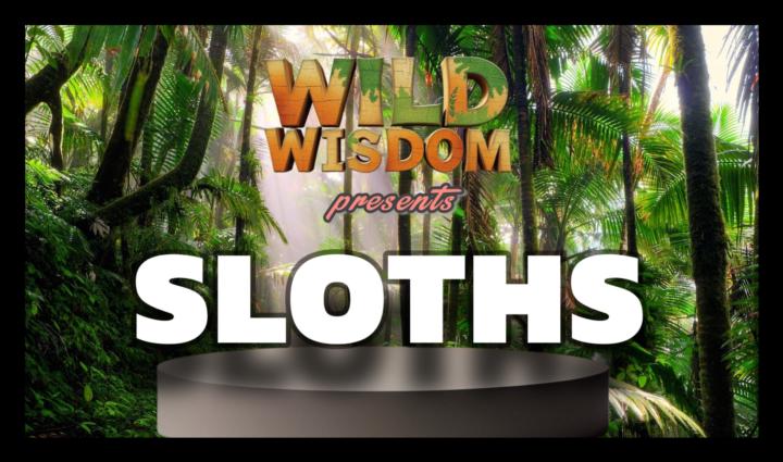 SLOTHS: Strength in Stillness