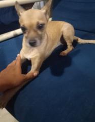 Anthony de Jesus Aponte Gamboa