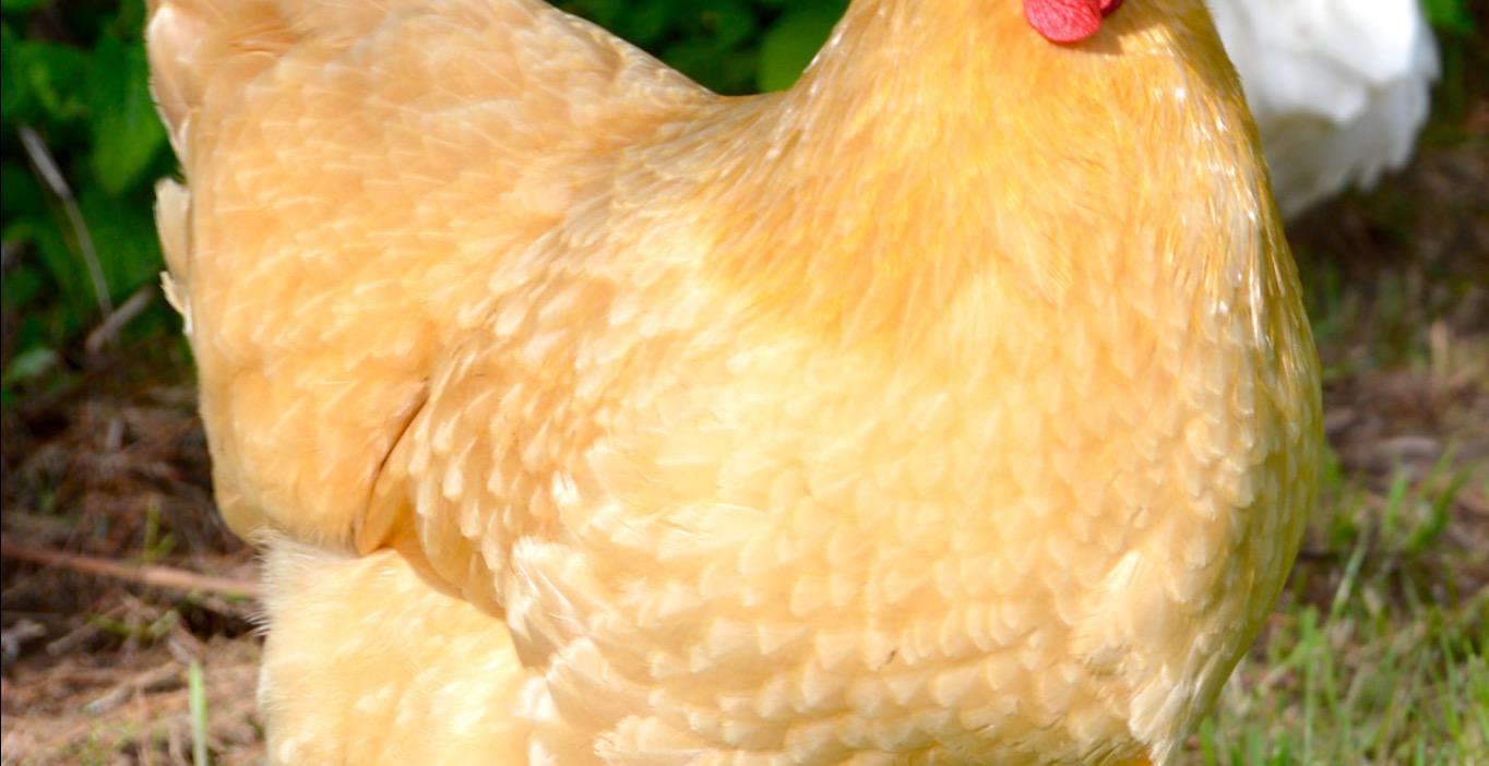 Chickens and breeding