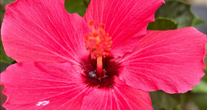 I love to grow plants