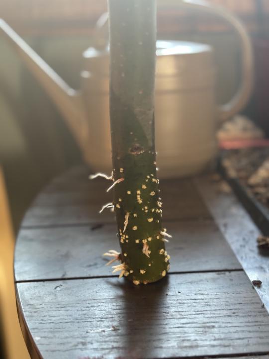 Hello and welcome to my newest page of plant live 