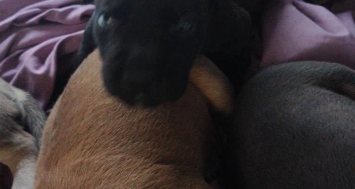 Tara Bara puppies 