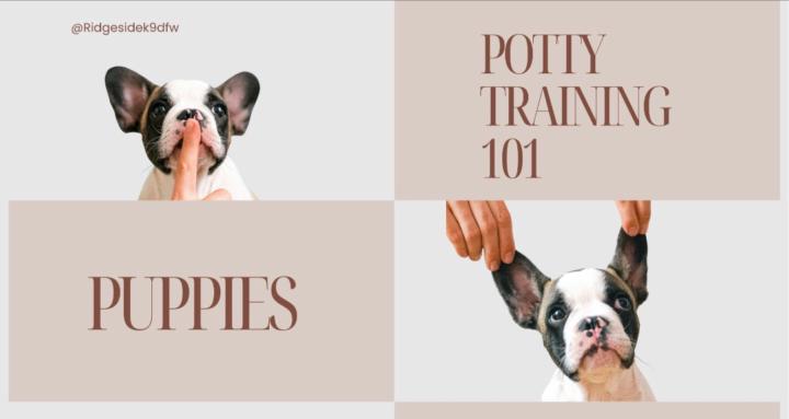 Potty Training and Puppies