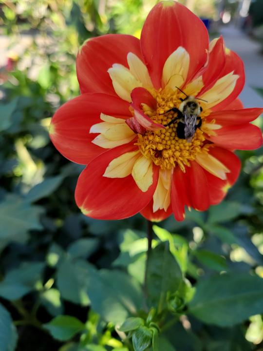 ISO Accountability Partner