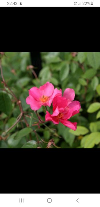 Carlota Moreno Cantó