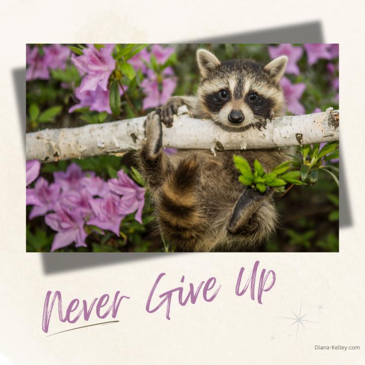 Not Giving Up
