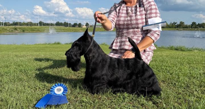 Rebecca Cross Terrier Trims