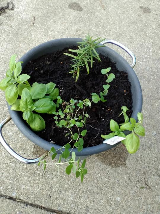 The Pasta Pot