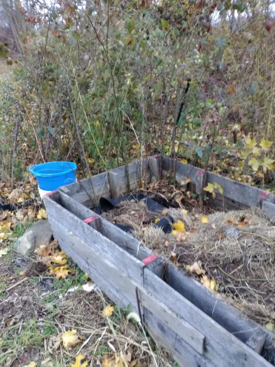 OY!  Those Blackberries!