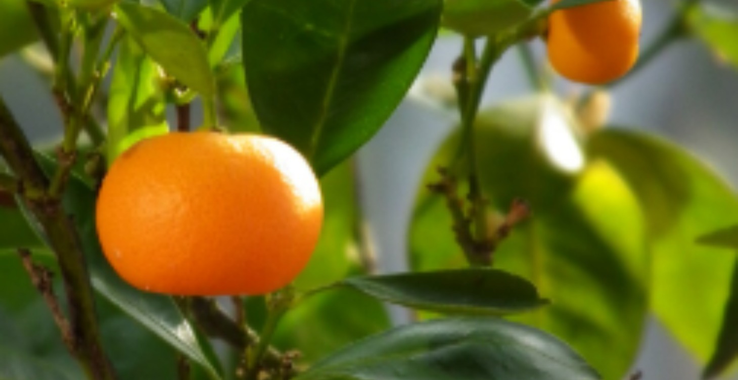 Fruit Plant Profiles
