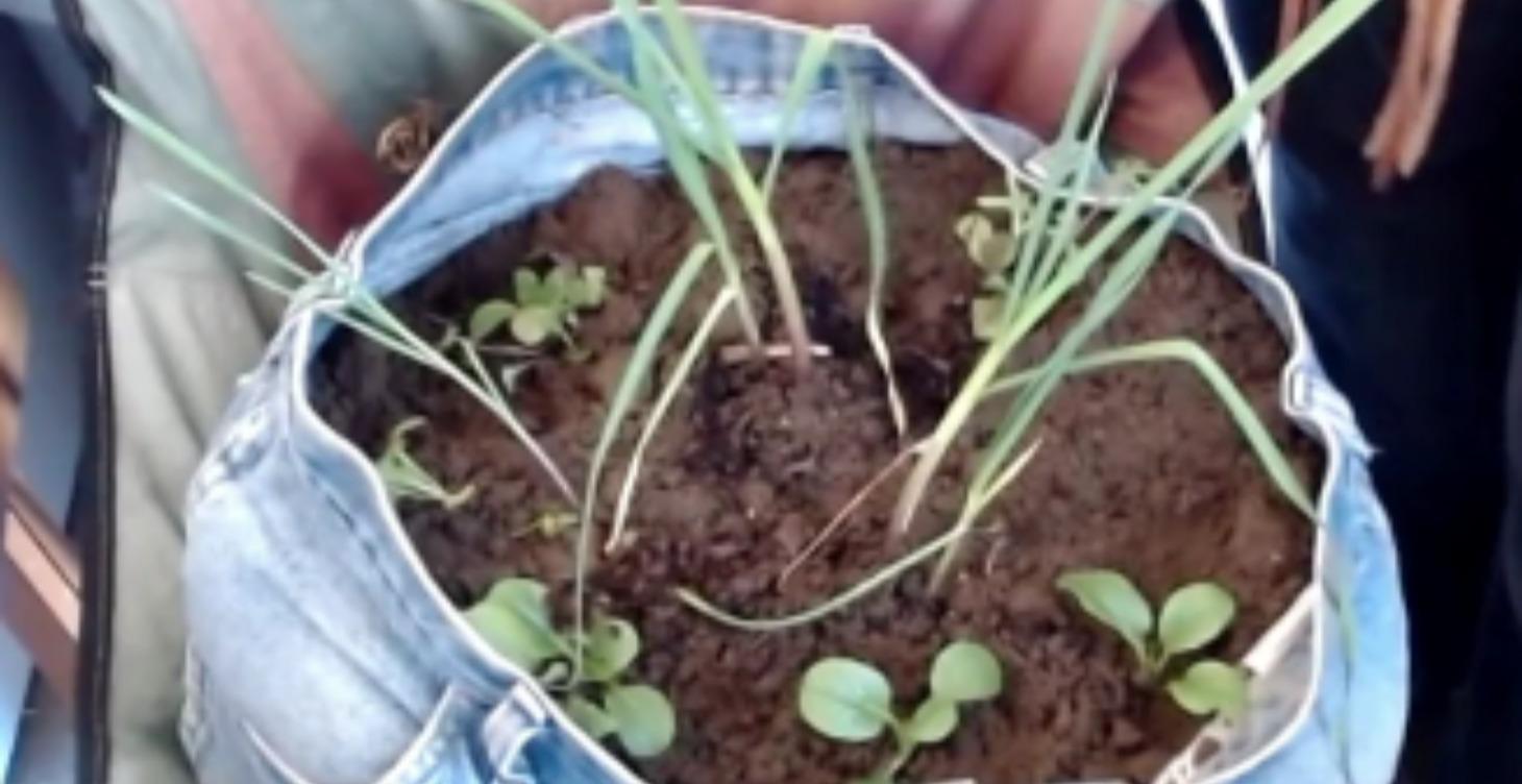 Building Living Soil