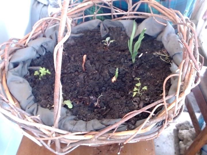 This Spring's Container Gardening Class