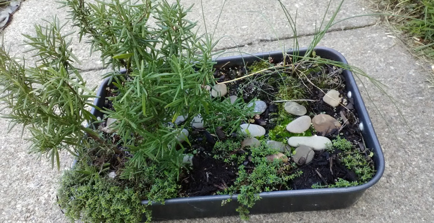 Container Garden Challenge
