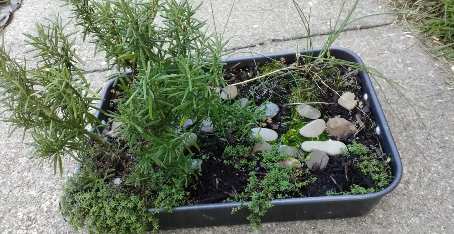 Herb Plant Profiles