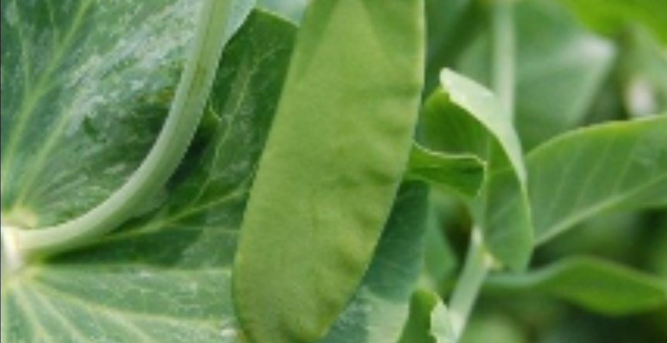 Vegetable Plant Profiles