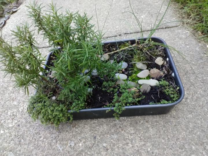 Tiny Garden Challenge