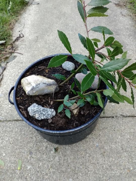 Bay Laurel