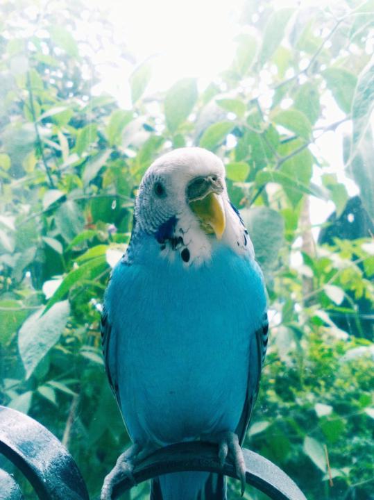 Alejandra Cornejo Valencia