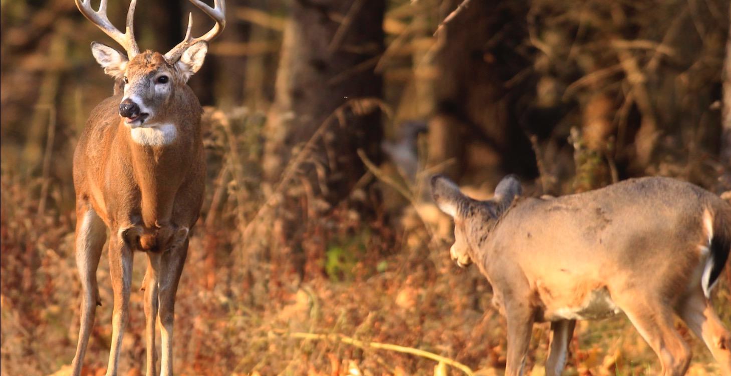 Opening to All things Deer Hunting