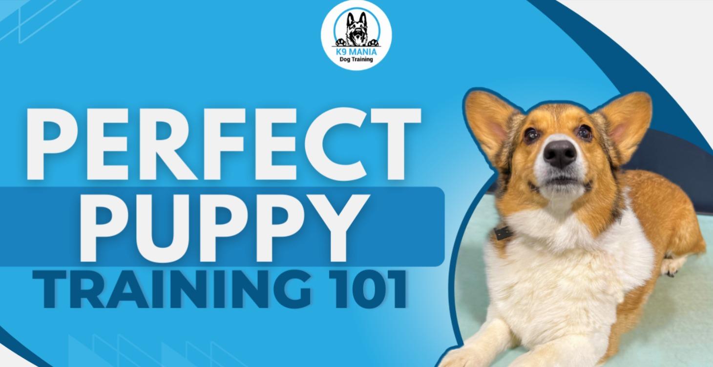 Perfect Puppy Training 101