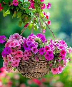 Ayesha Rehman