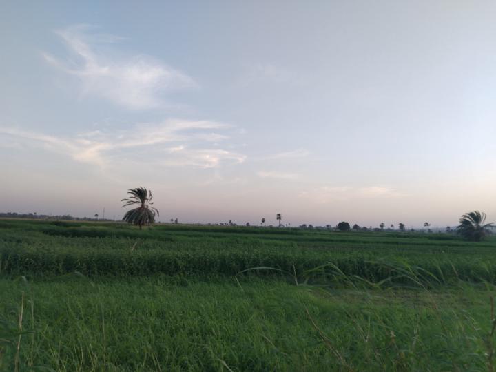 Eissa Elsharkawe