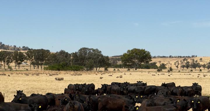 She who runs the land