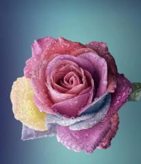 Farhat Hussain