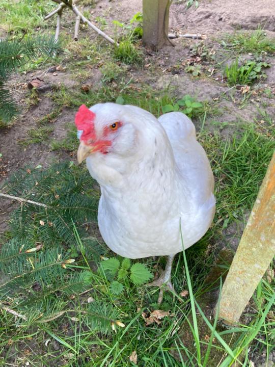 Teresa Lanzendörfer