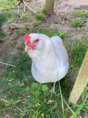 Teresa Lanzendörfer