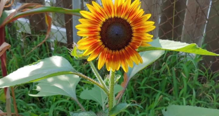 FarmSkool with Farmer Mac