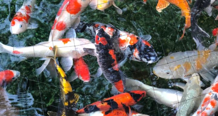 Pond and Aquarium keeping