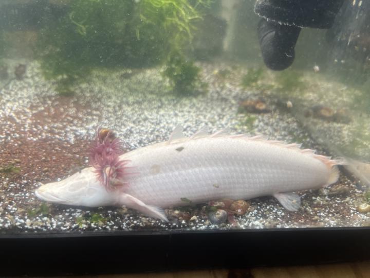 What’s your favorite fish ?