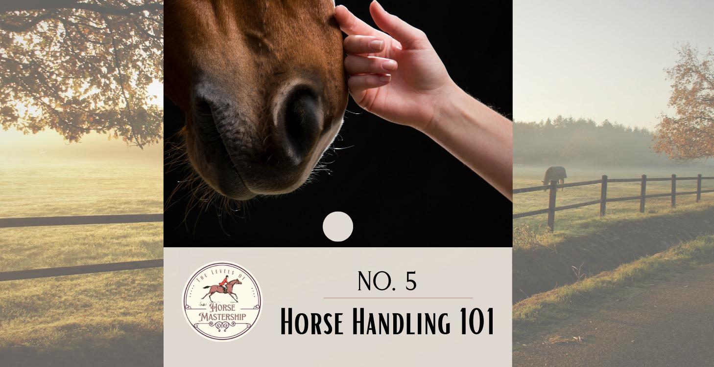 No. 5- Horse Handling 101