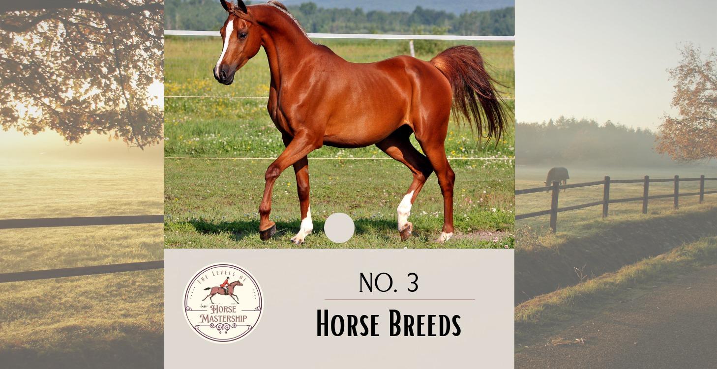 No. 3- Horse Breeds