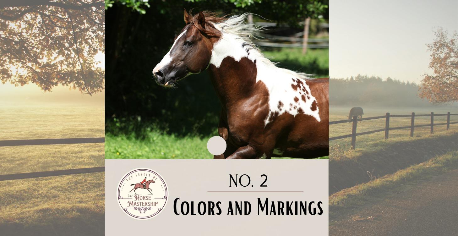 No. 2- Colors and Markings