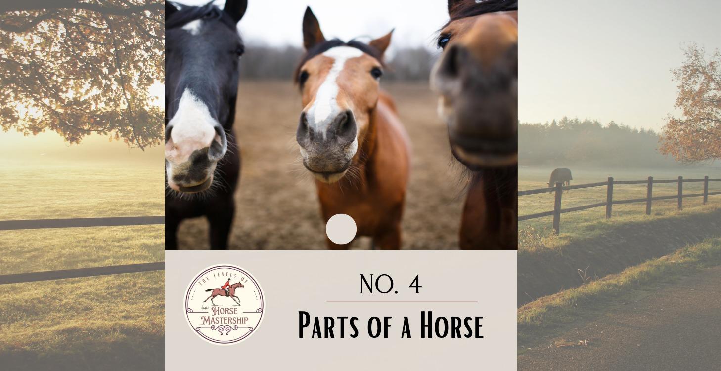 No. 4-  Parts of a Horse