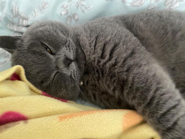 Bertie Kaji