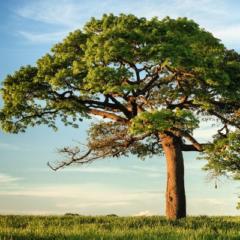 Linden Tree Group