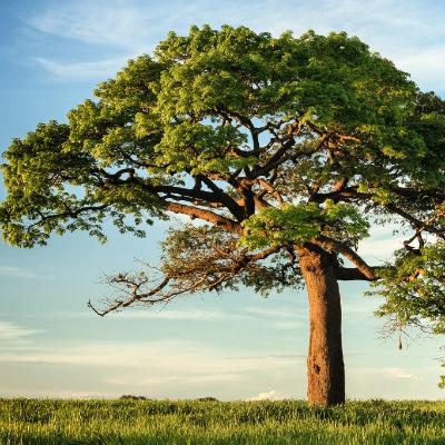 Linden Tree Group