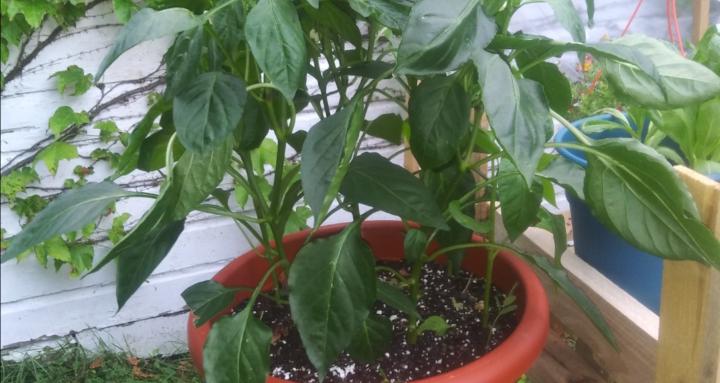 Ghetto Gardens